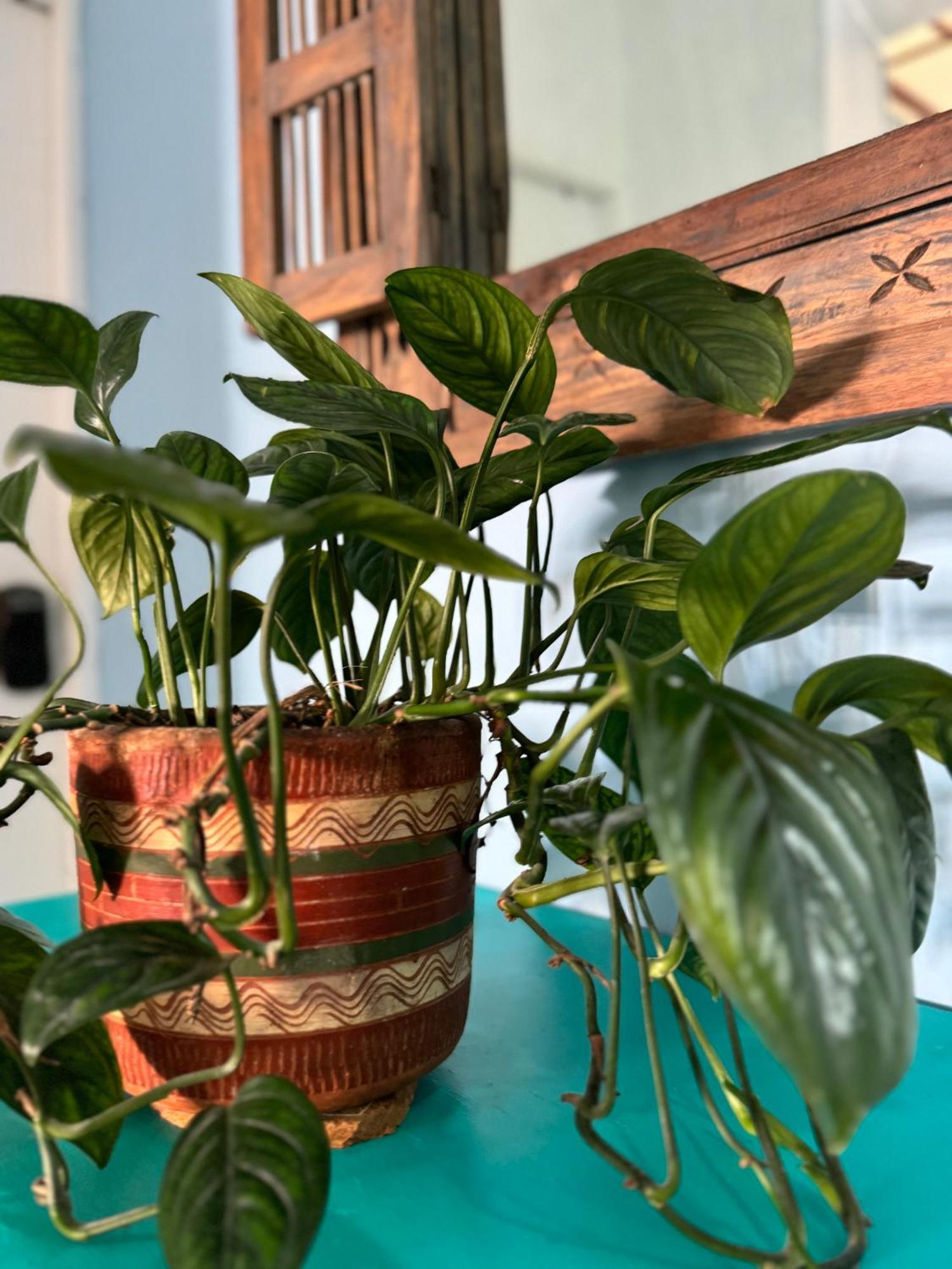El Barrio Hostal Hostel Cartagena Εξωτερικό φωτογραφία